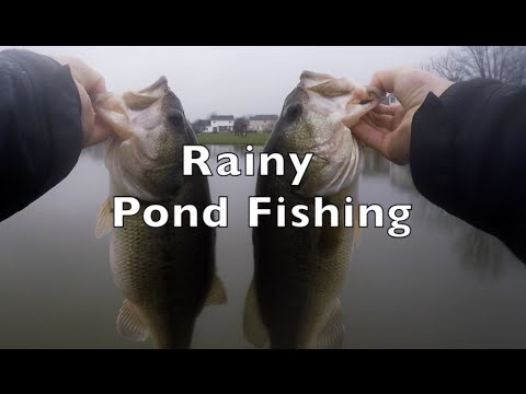 Rainy Day Pond Fishing (Great Bass)