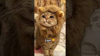 Famous Top 5 most dangerous cats 😈 Net Worth