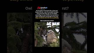 The Baby Owl Almost Nobody Notices #shorts