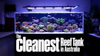 The cleanest Reef Aquarium in Australia?