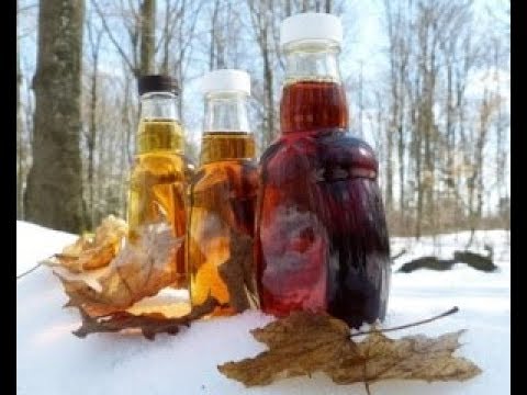 Кленовый сок,лечебные свойства.