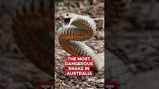 60% of Snake Deaths in Australia Come From This! #shorts #snake #easternbrownsnake #australia #wild