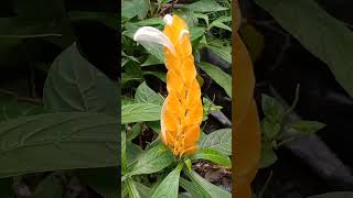 Download Lagu #Bungaditaman MP3