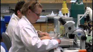 Michigan Tech students studying fruit flies genetics