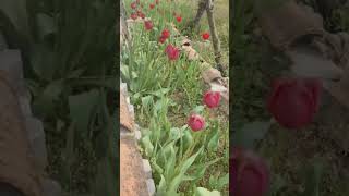 #keşfetbeniöneçıkar #keşfet #coffee #bahçe #laleli