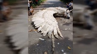 Udne Wala Horse Unicorn Caught On Camera Real Flying Horse Udne Wala Ghoda Real Video