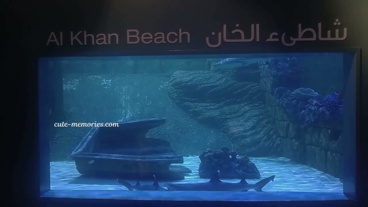 Touch to Watch Full Video | Sharjah Aquarium Part Two | #sharjahaquarium #sharjahtour #uaetour