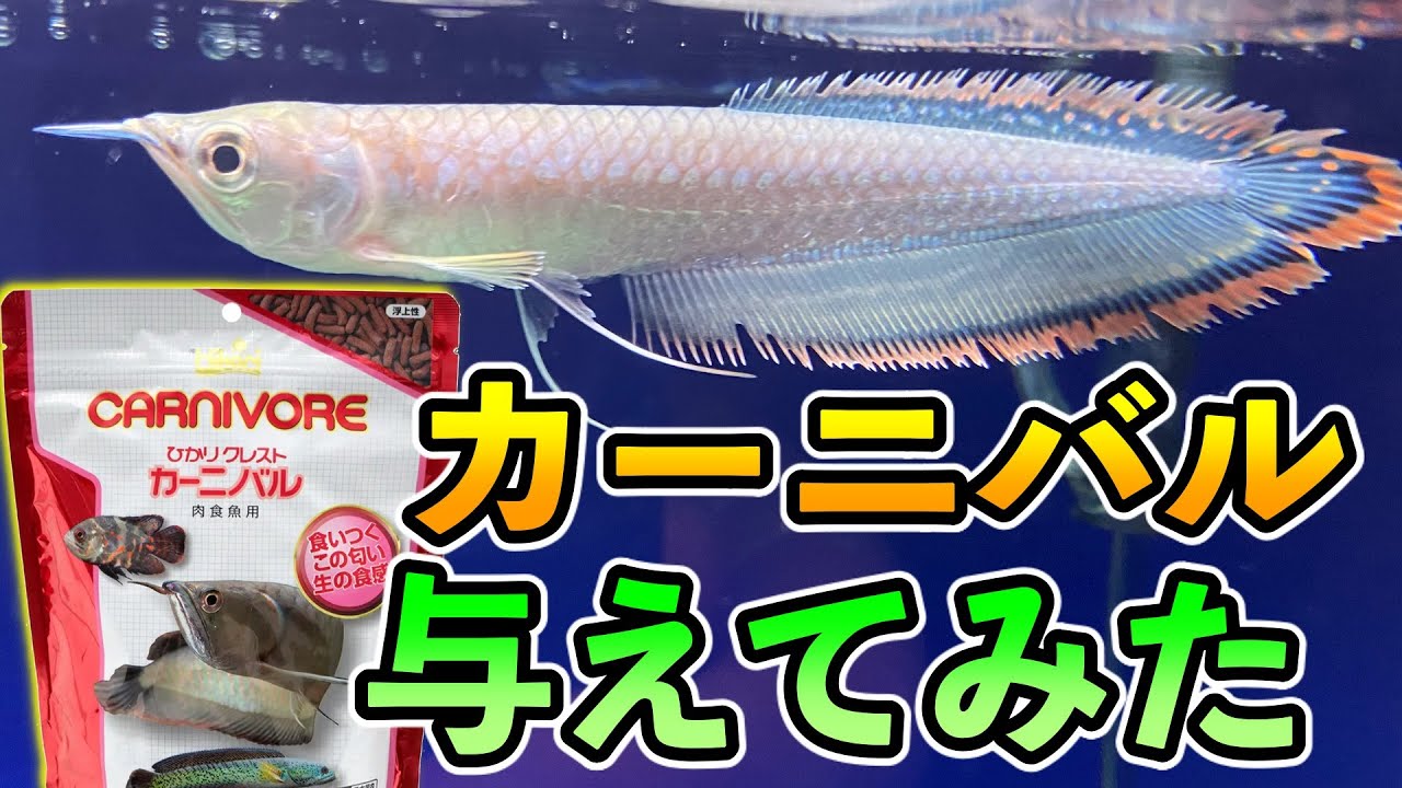 ブロックアロワナ 飼育 約２ヶ月 人工餌カーニバルも食べるようになった 南米アロワナ 熱帯魚飼育 Youtube