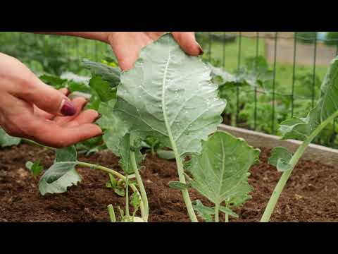 Video: Gulie. Varză. Îngrijire, Cultivare, Reproducere. Vegetal. Plante în Grădină. Caracteristici Benefice. Cerere. Soiuri. O Fotografie
