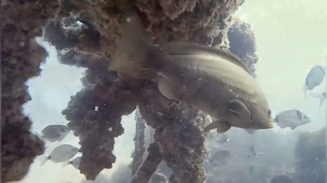 Diving Gibraltar June 2023 with Dive Charters Gibraltar