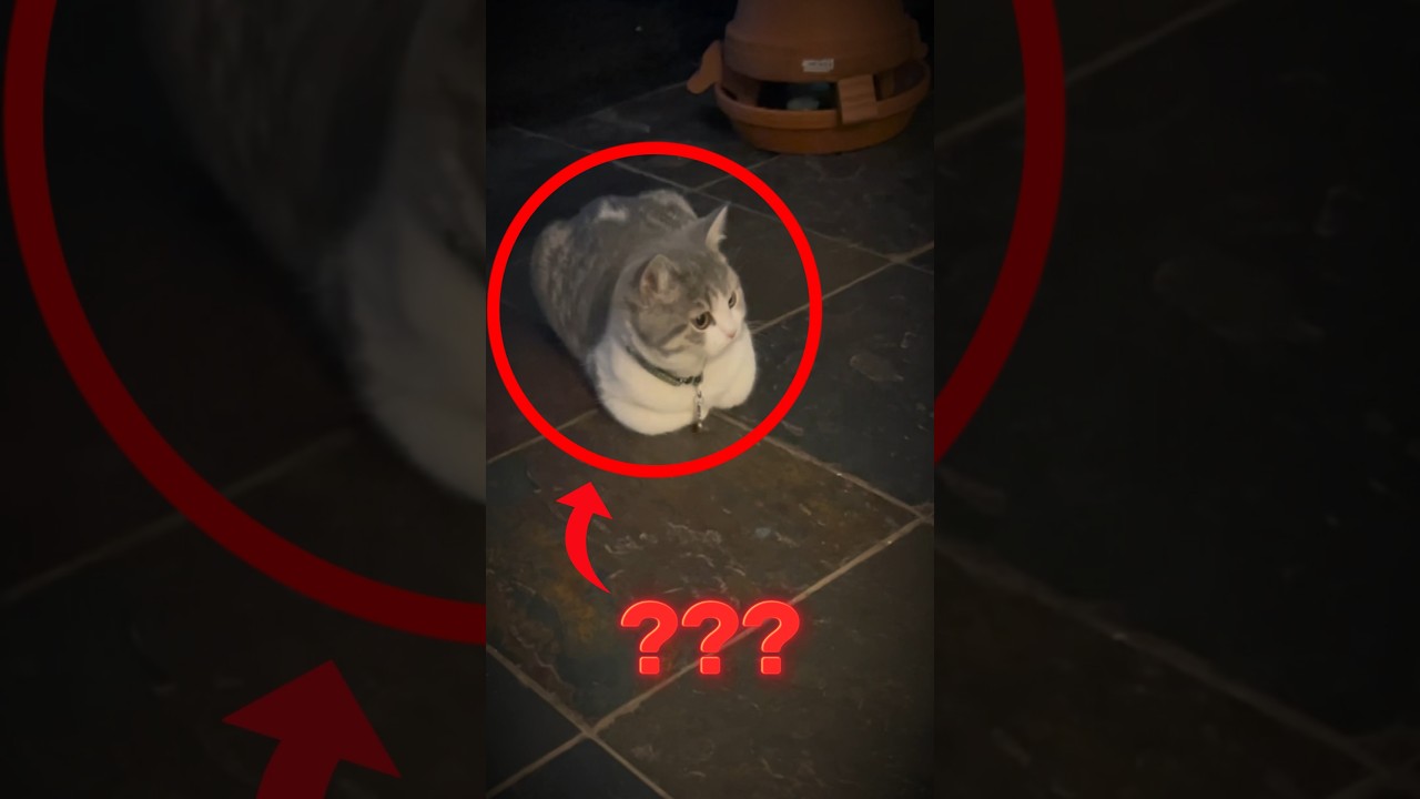 The REAL Reason Cats LOAF... 🙀🍞 