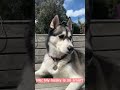 Are huskies as smart as people say they are 