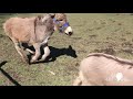 The Donkey's Are Here 03 27 21 mp4