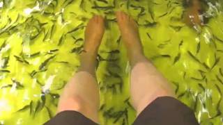 Fish Massage in Bangkok