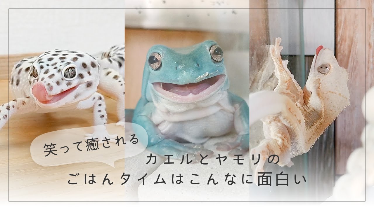 カエルとヤモリのごはんタイムはこんなに面白い【イエアメ・レオパ・クレス飼育Vlog】