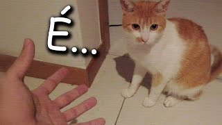 quer ter um gato? veja esse vídeo