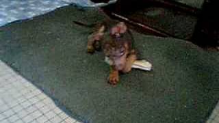 Kiki, The Minnie Jack