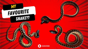 INTRODUCTION TO BLACK HEADED PYTHONS #reptiles #snakes #bhp #aspiditesmelanocephalus