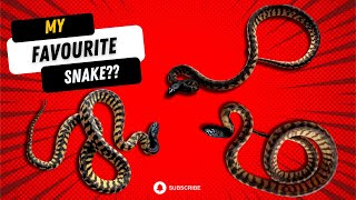 INTRODUCTION TO BLACK HEADED PYTHONS #reptiles #snakes #bhp #aspiditesmelanocephalus