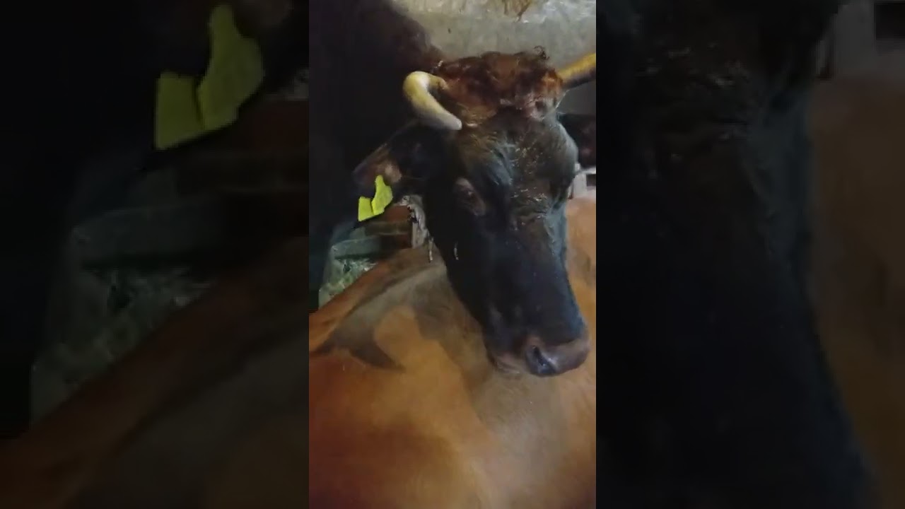 Прости и прощай... YouTube