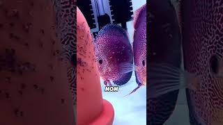 #animals #clips #clips #kindness #baby #cute #discus