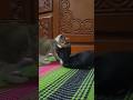 দুই দুষ্ট হাড্ডা হাড্ডি লড়াই চলছে #shorts #foryou #trending #kitty #vairalvideo #duet #funny🤣