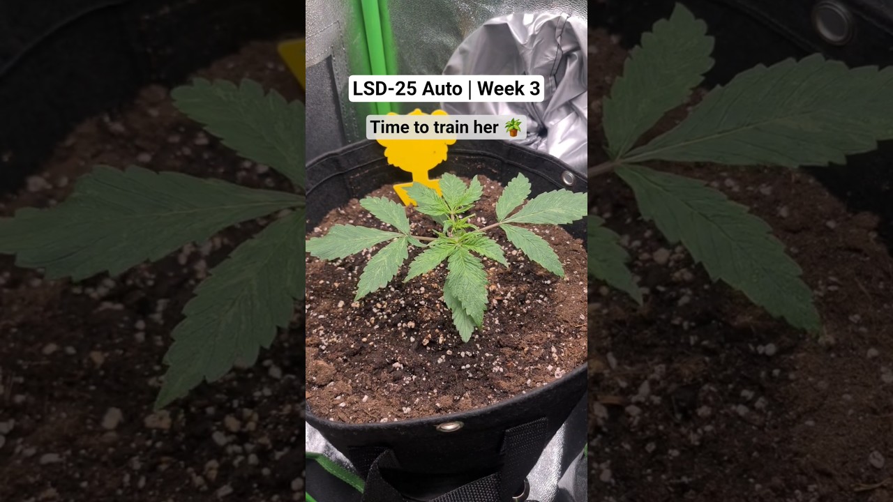 LSD-25 Auto by FastBuds | Week 3 - First Training