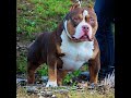 American Bully exotico Ángel o Demonio