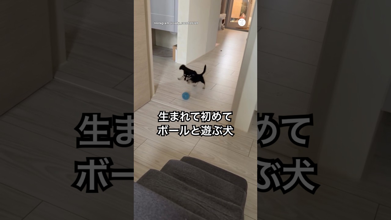 生まれて初めてボールで遊ぶ子犬🐶　　#子犬　#犬　#かわいい犬 #かわいい #犬のいる暮らし
