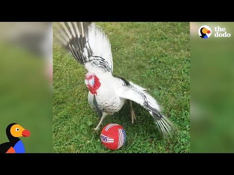 Turkey Loves Playing With His New Soccer Ball | The Dodo - Turkey Loves Playing With His New Soccer Ball | The Dodo