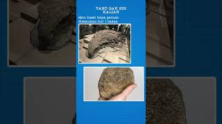 Dinosaurus Tidak Seperti Yang Kita Bayangkan Selama Ini