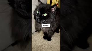 Max Is Waiting For Treats