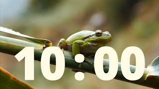 Celebrity 10 Minute Frog Countdown with Relaxing Rain and Alarm Net Worth