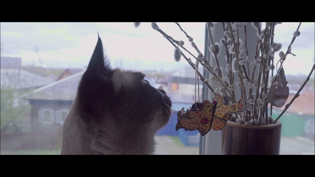 Смог кот. Смог кот