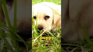 What would you do when a puppy stares at you like this ? dog facts puppy labrador