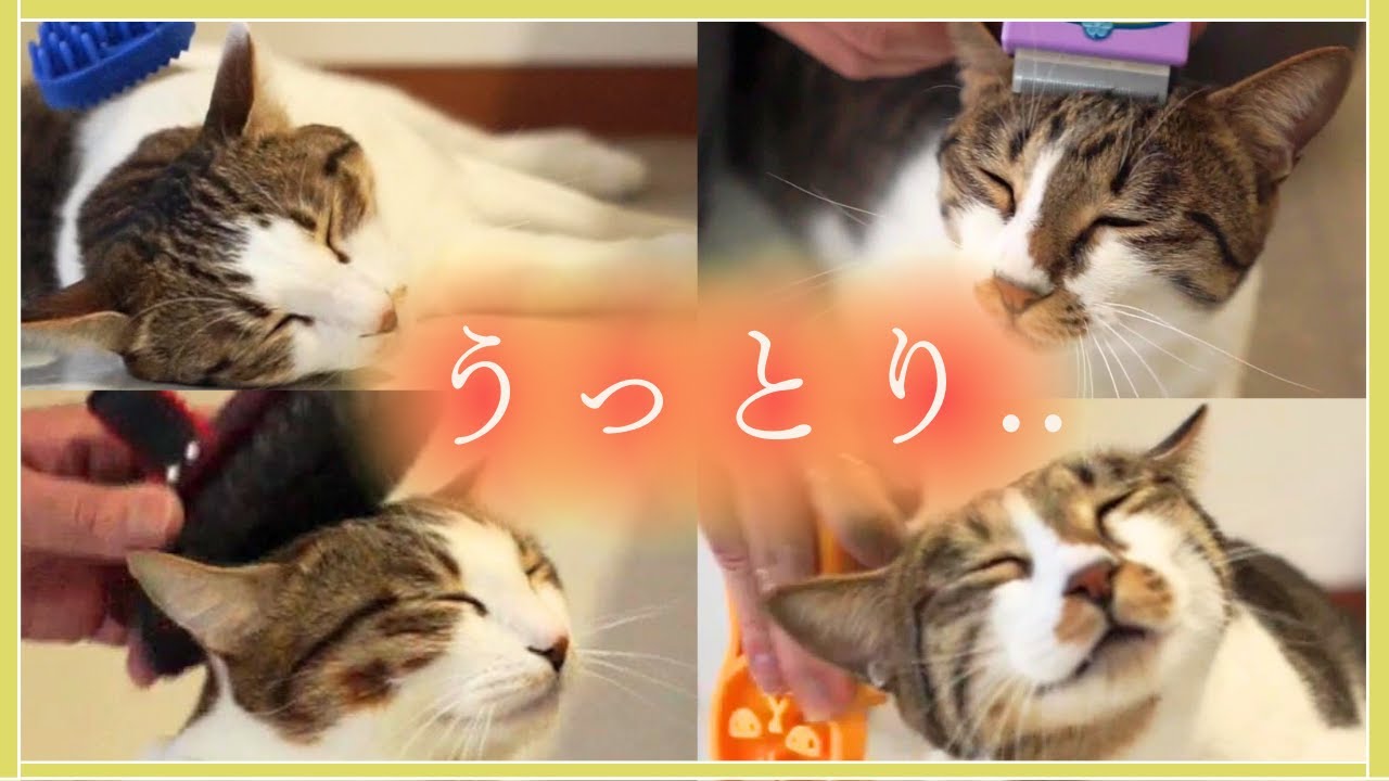 猫ブラシはおすすめ４種のセット使いが良い！マッサージ、ツヤ出しもできる！