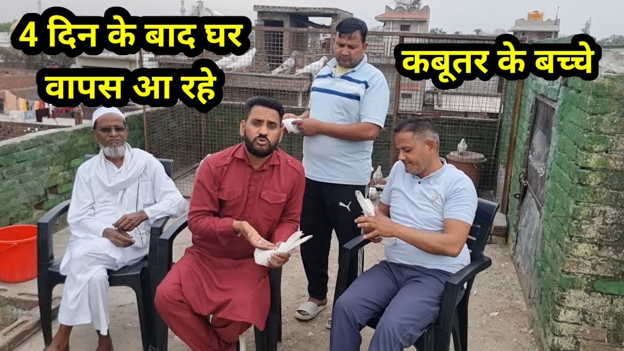 4 Din ke Baad Ghar wapas Aa Jate hai kabutar ke Bachche