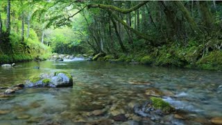 Sound of murmuring | Bird singing voice 5 hours | Beach For Meditation and Sleeping