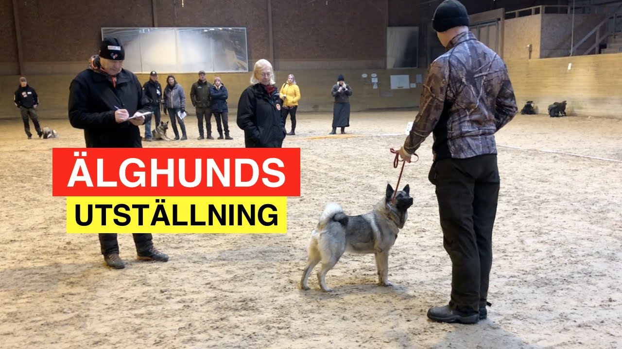 Jälla Älghundsutställning - Mars 2020