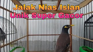 Bikin Emosi Semua Jalak Dengan Ocehan Jalak Nias Super Gacor Isian Unik Cocok Untuk Masteran
