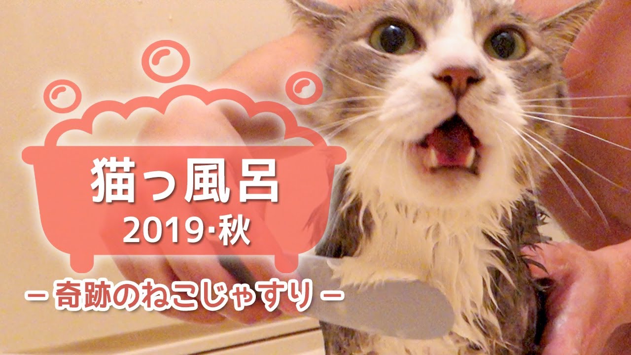 猫っ風呂 19 秋 奇跡のねこじゃすり Youtube