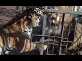 1961 siberian tiger attacks the male african lion in the cage