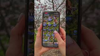 Did You Know This iPhone Gallery Trick? 🤔📱 #iphone #iphonecamera #iphonetips