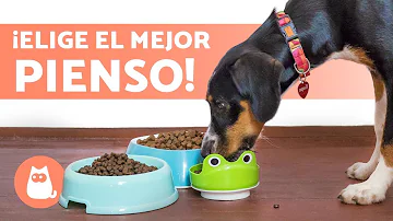 ¿Qué es mejor para los perros