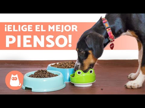 Video: Elegir el mejor suplemento conjunto para un collie: 6 cosas que debes saber