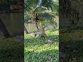 Lumphini Park Bangkok สวนลุมพินี