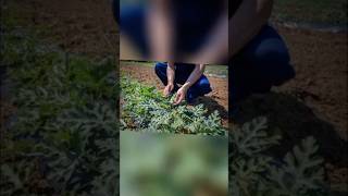 🌱 DAY 9 – Pest & Disease Management of Watermelon 🍉 🌱 🐛 #pestcontrol #disease #viral #fruit