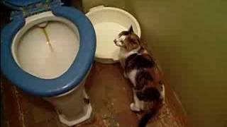 Кошка и унитаз/Cat and a toilet bowl