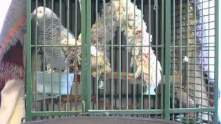 PU Somebody Farted.wmv