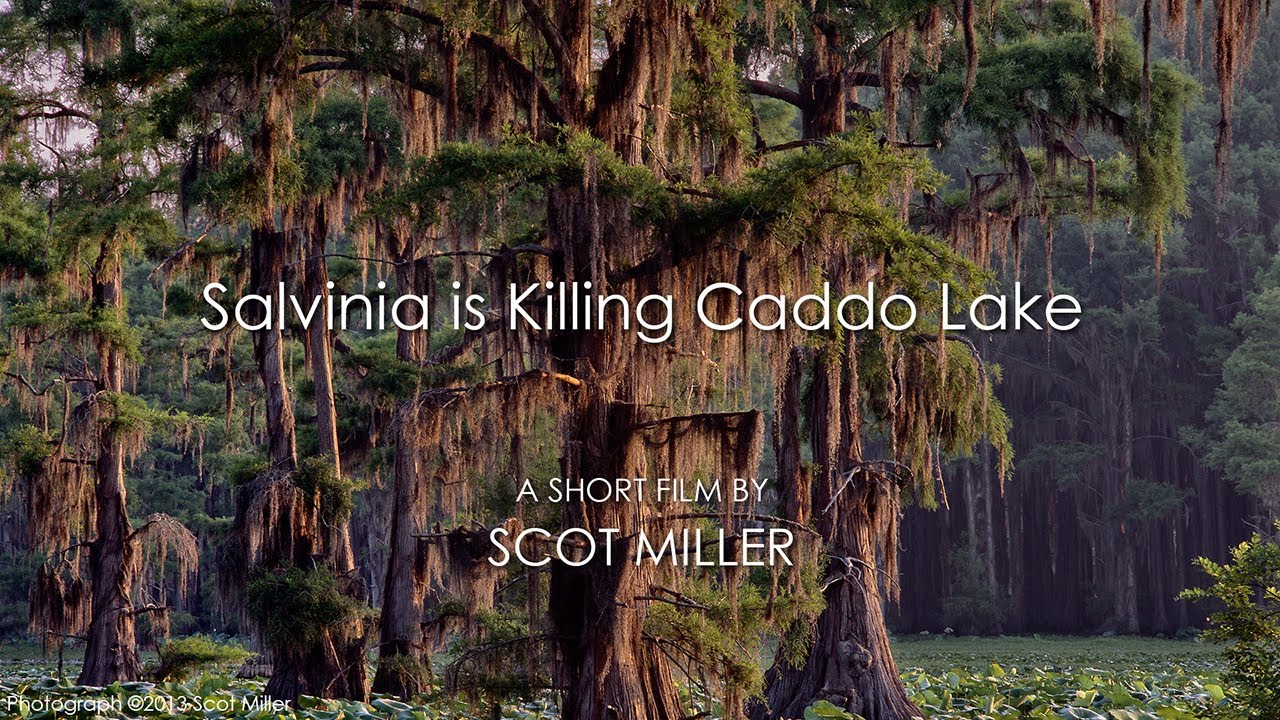 Caddo Lake - 1280x720 - jpeg Caddo Lake